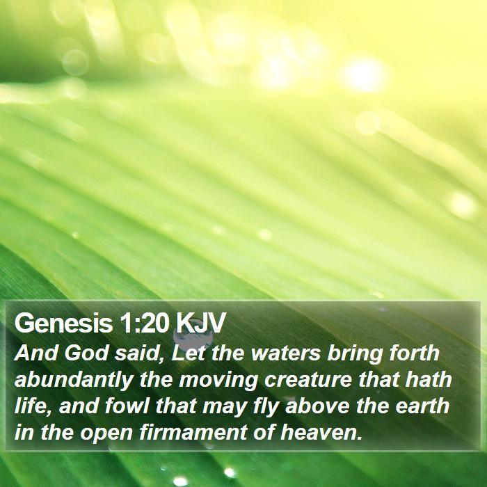 Genesis 1:20 KJV Bible Study