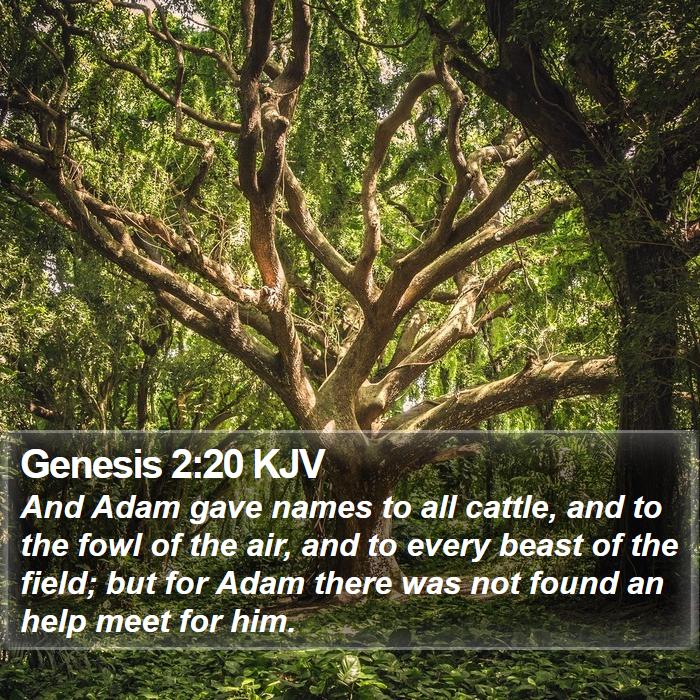 Genesis 2:20 KJV Bible Study