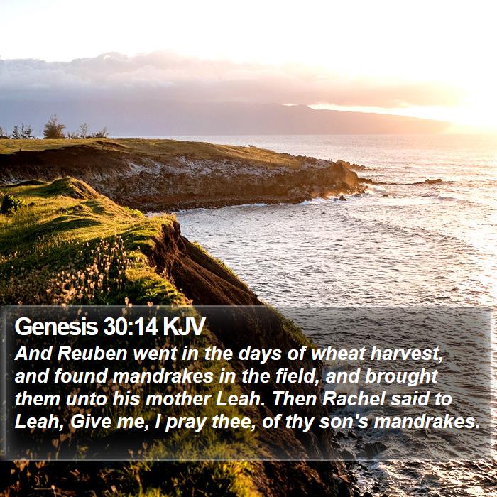 Genesis 30:14 KJV Bible Study