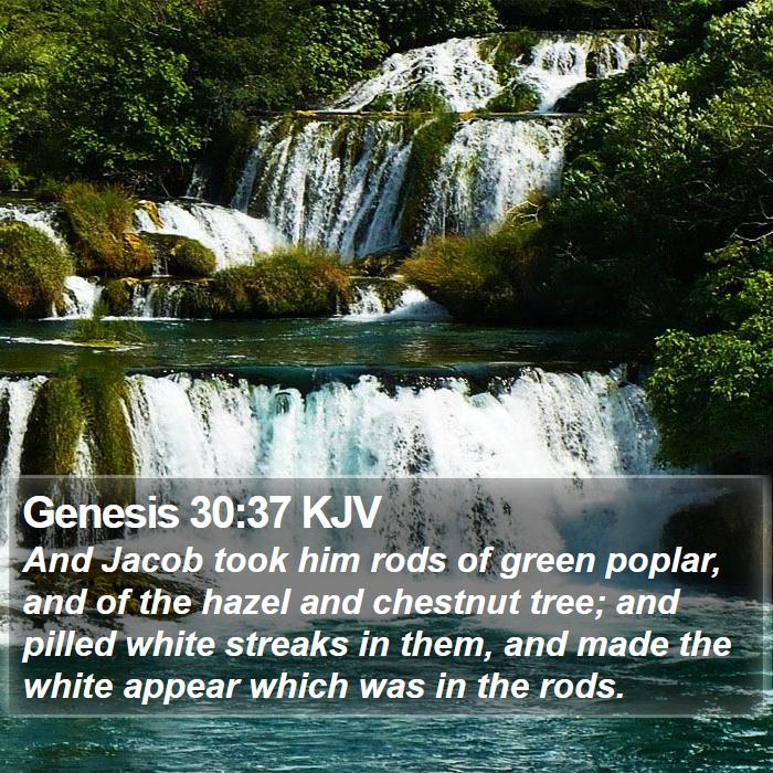 Genesis 30:37 KJV Bible Study