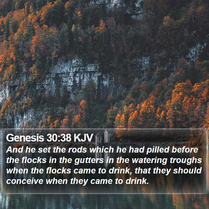 Genesis 30:38 KJV Bible Study