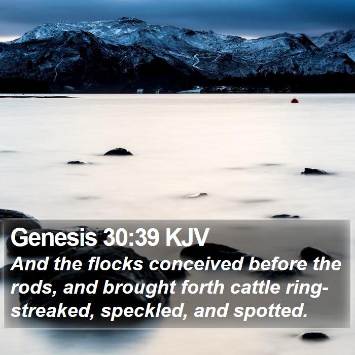 Genesis 30:39 KJV Bible Study