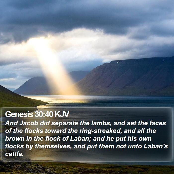 Genesis 30:40 KJV Bible Study