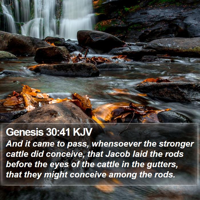 Genesis 30:41 KJV Bible Study