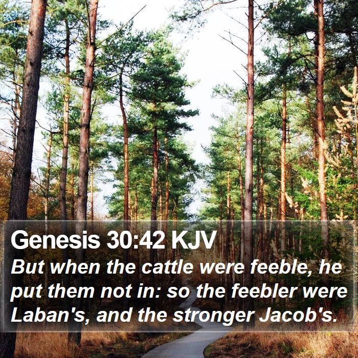 Genesis 30:42 KJV Bible Study