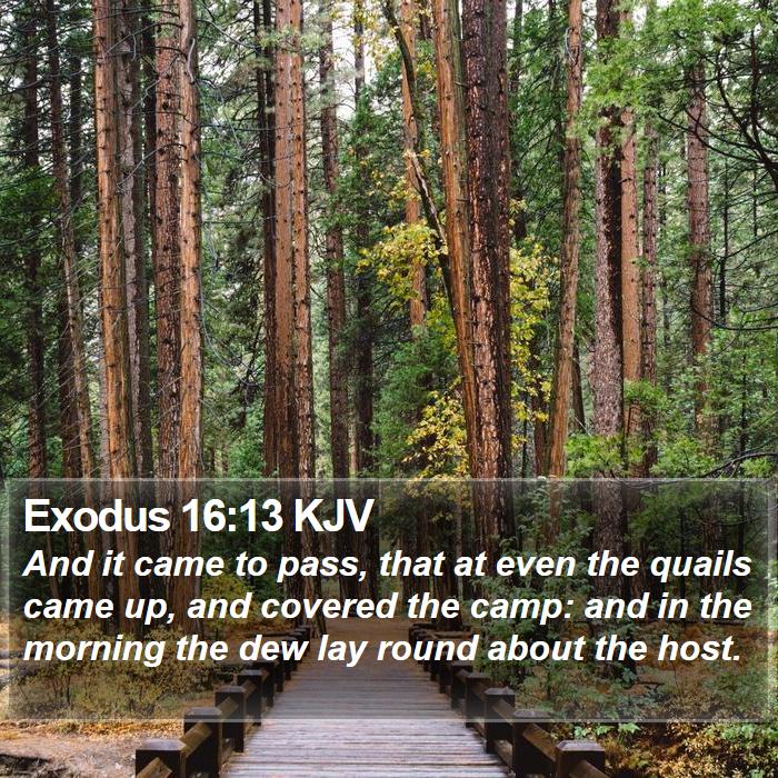 Exodus 16:13 KJV Bible Study