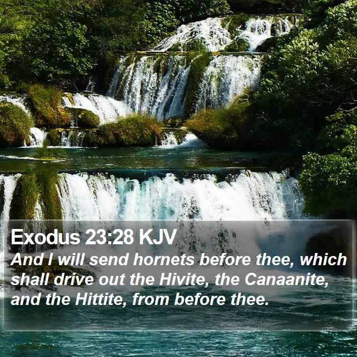 Exodus 23:28 KJV Bible Study