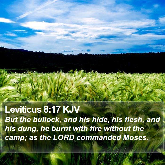 Leviticus 8:17 KJV Bible Study