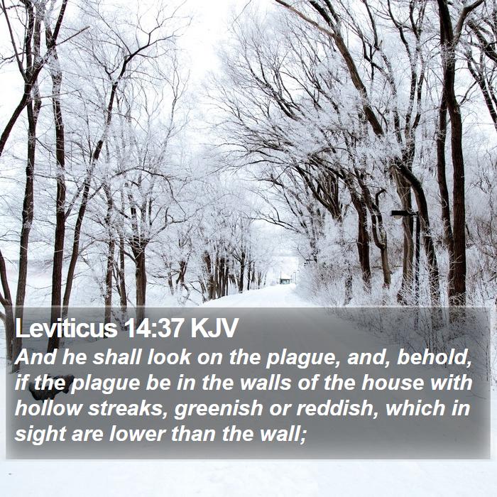 Leviticus 14:37 KJV Bible Study