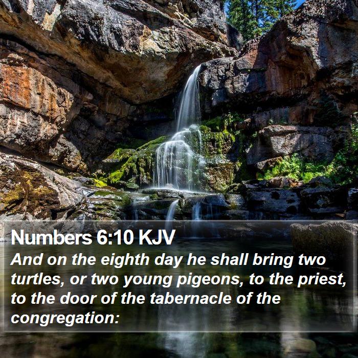 Numbers 6:10 KJV Bible Study