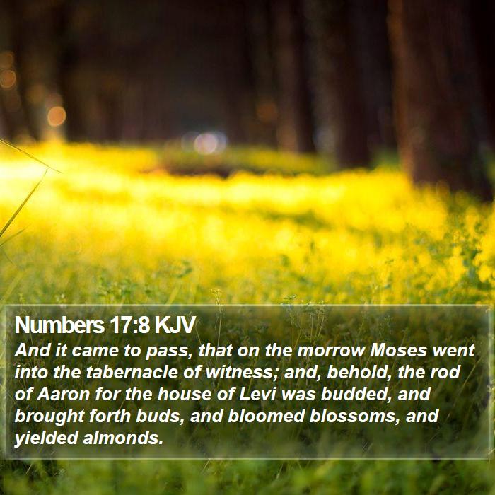 Numbers 17:8 KJV Bible Study