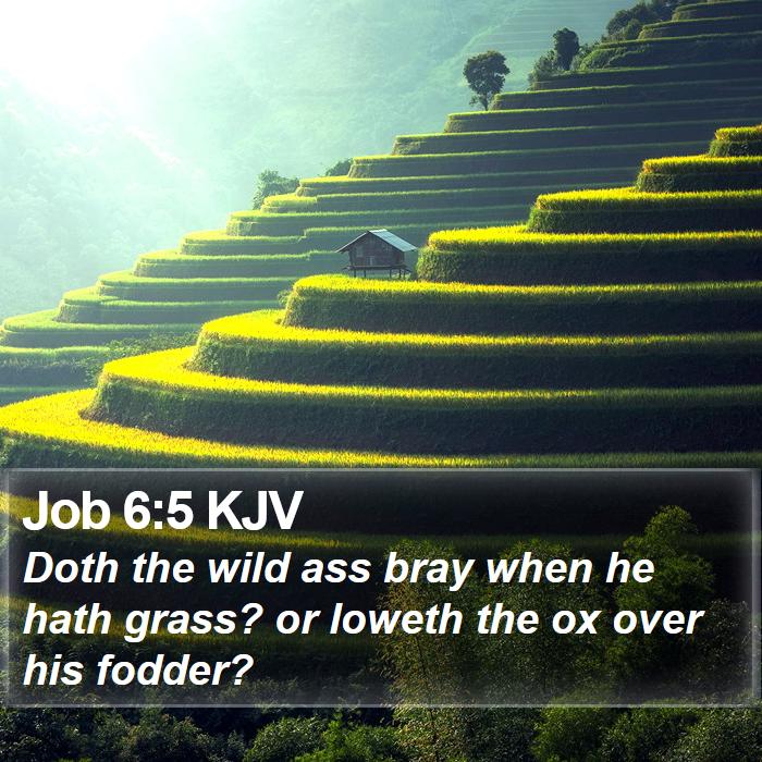 Job 6:5 KJV Bible Study