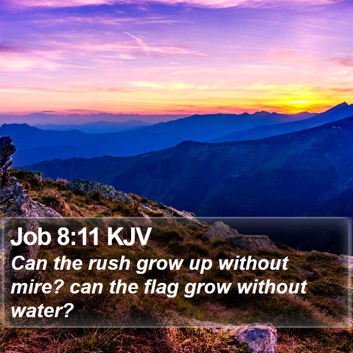 Job 8:11 KJV Bible Study