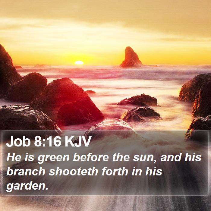 Job 8:16 KJV Bible Study