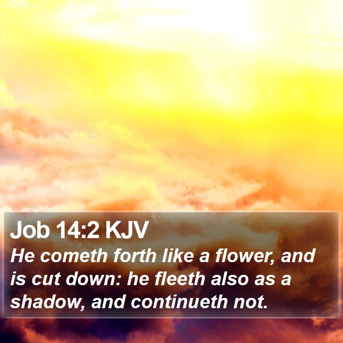 Job 14:2 KJV Bible Study