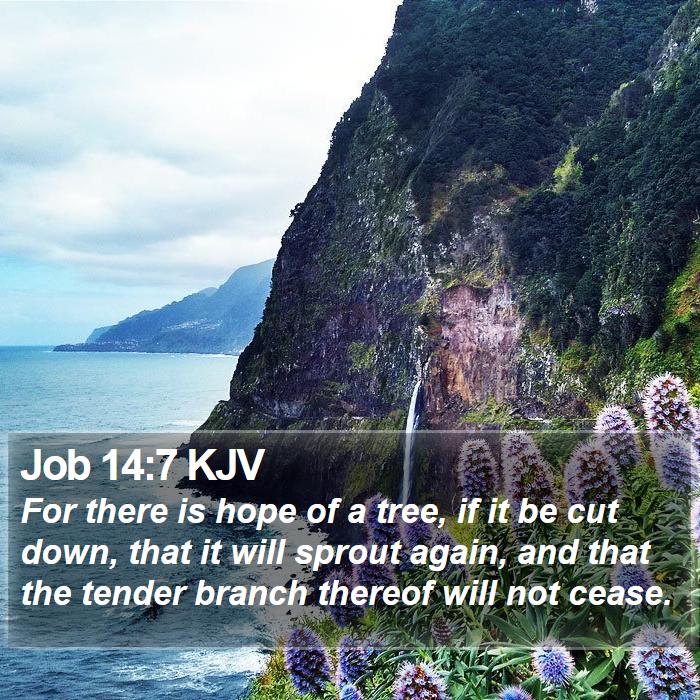 Job 14:7 KJV Bible Study