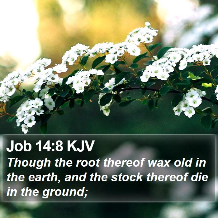 Job 14:8 KJV Bible Study