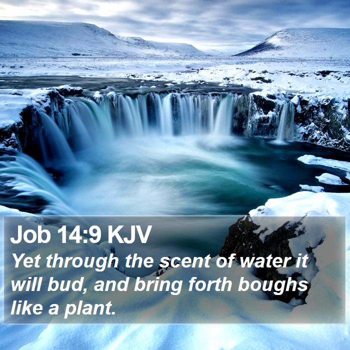 Job 14:9 KJV Bible Study