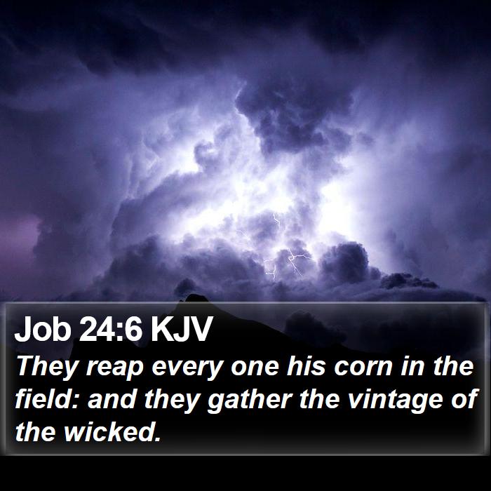 Job 24:6 KJV Bible Study