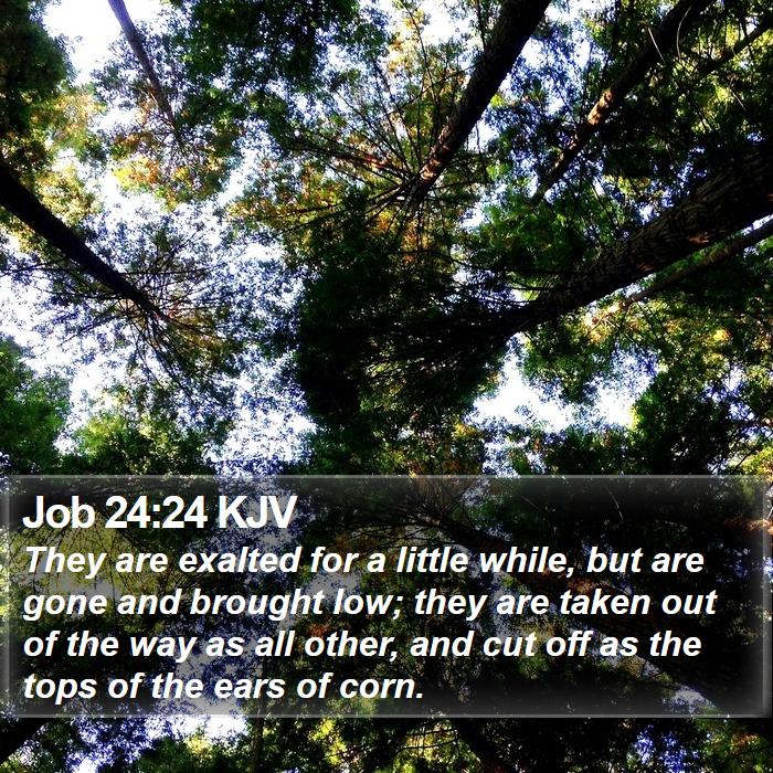 Job 24:24 KJV Bible Study