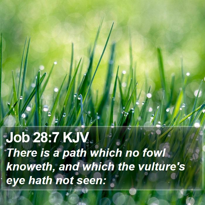 Job 28:7 KJV Bible Study