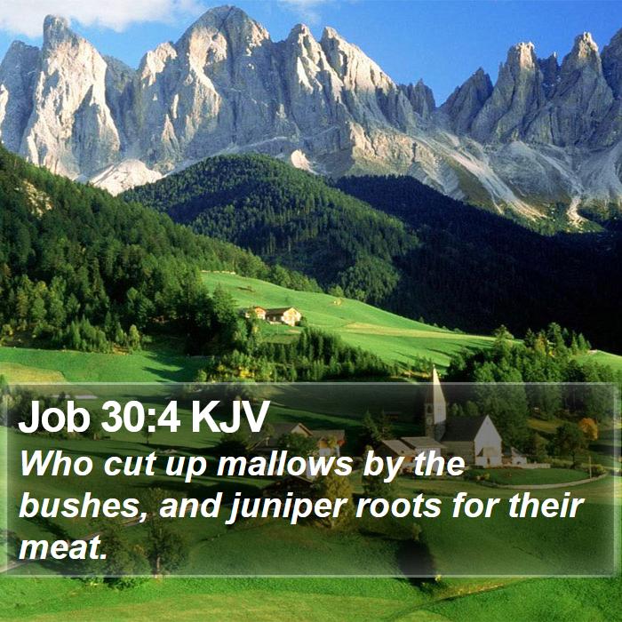 Job 30:4 KJV Bible Study