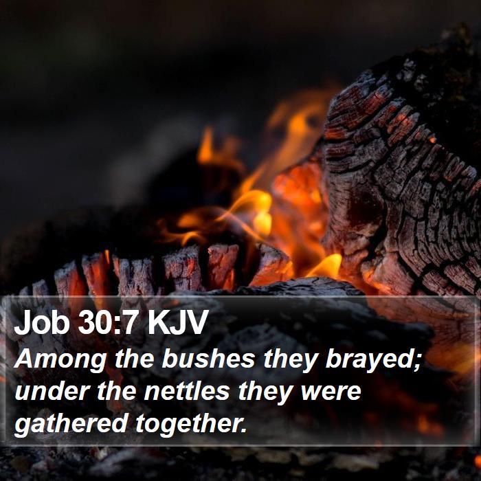 Job 30:7 KJV Bible Study