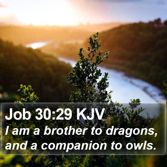 Job 30:29 KJV Bible Study