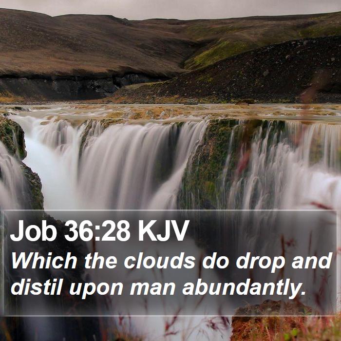 Job 36:28 KJV Bible Study