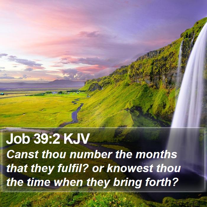 Job 39:2 KJV Bible Study