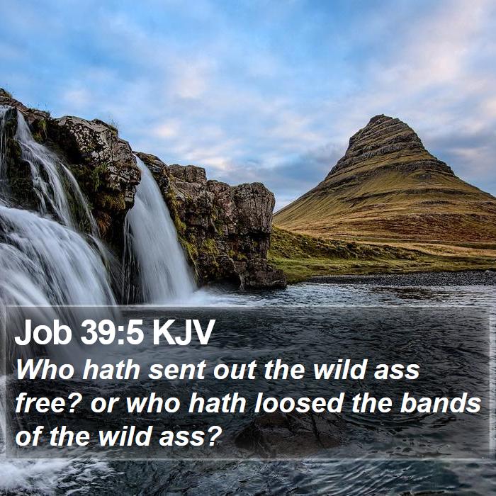 Job 39:5 KJV Bible Study