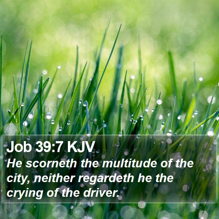 Job 39:7 KJV Bible Study