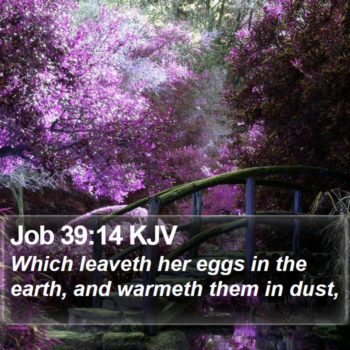 Job 39:14 KJV Bible Study