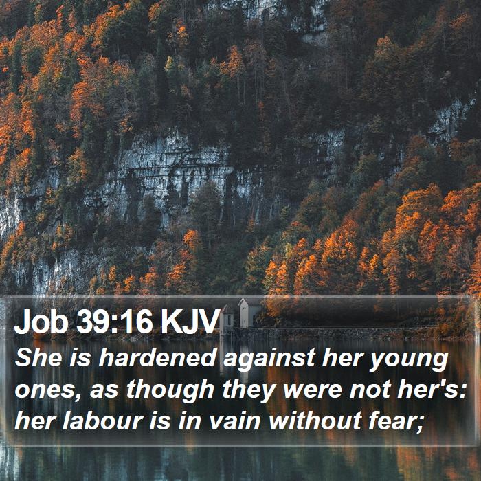 Job 39:16 KJV Bible Study