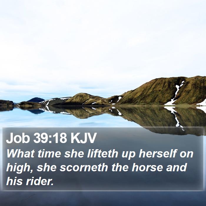 Job 39:18 KJV Bible Study