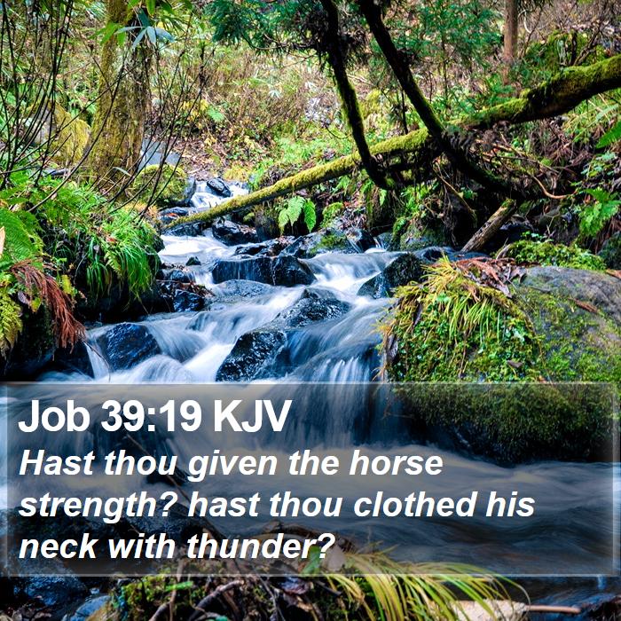 Job 39:19 KJV Bible Study