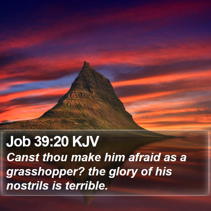 Job 39:20 KJV Bible Study