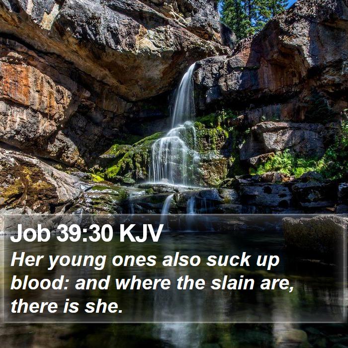 Job 39:30 KJV Bible Study