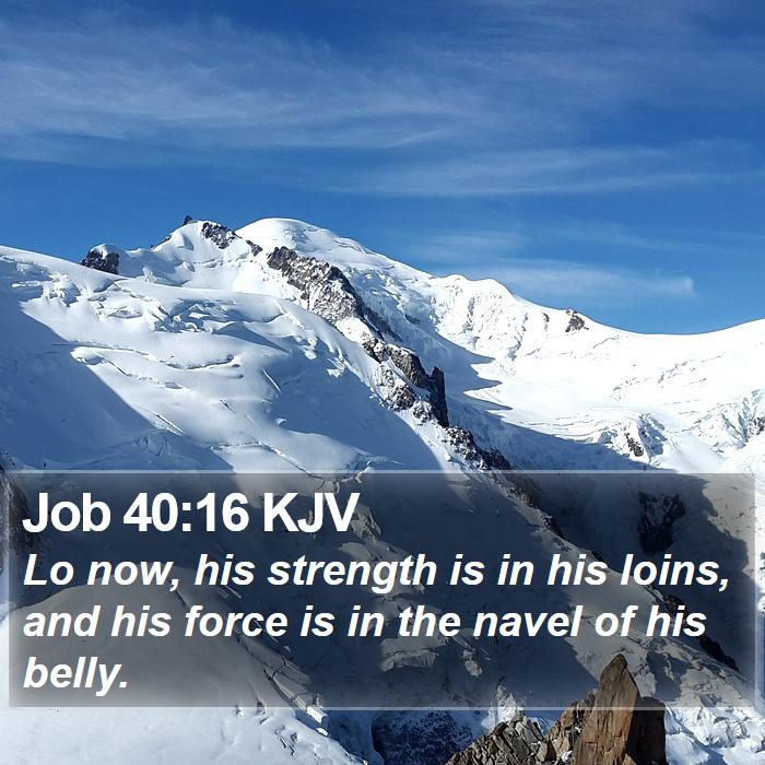 Job 40:16 KJV Bible Study