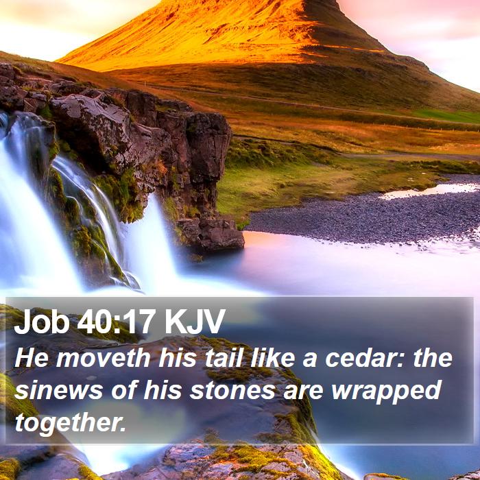 Job 40:17 KJV Bible Study