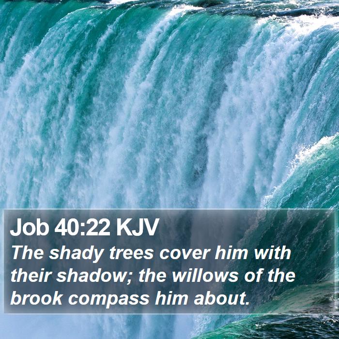 Job 40:22 KJV Bible Study