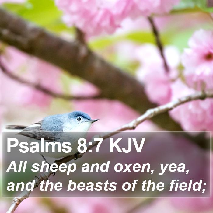 Psalms 8:7 KJV Bible Study