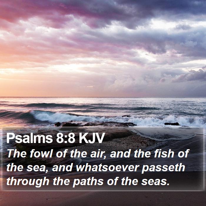 Psalms 8:8 KJV Bible Study