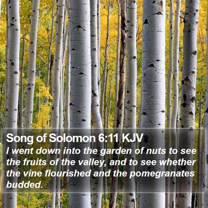 Song of Solomon 6:11 KJV Bible Study