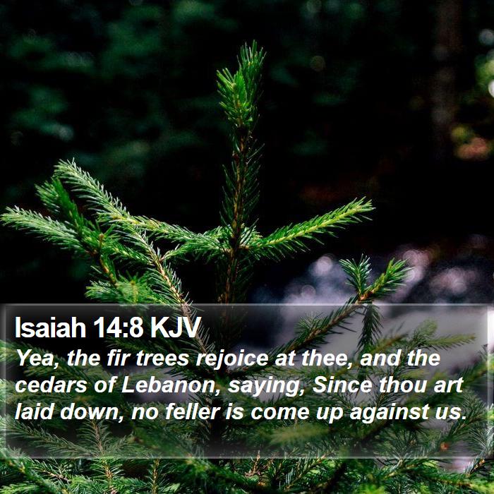 Isaiah 14:8 KJV Bible Study