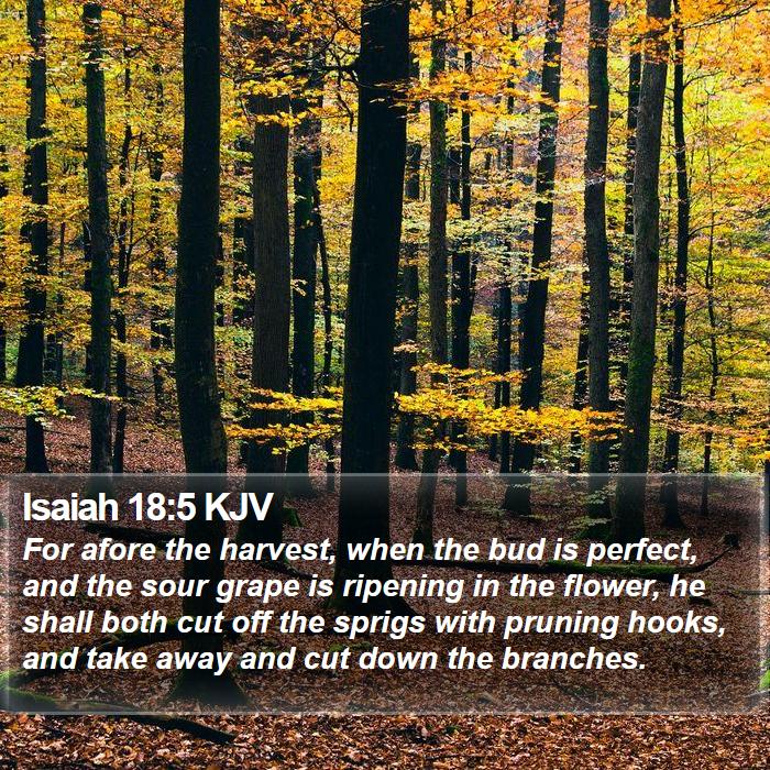 Isaiah 18:5 KJV Bible Study