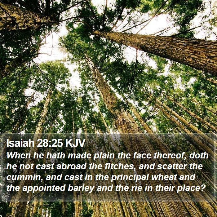 Isaiah 28:25 KJV Bible Study