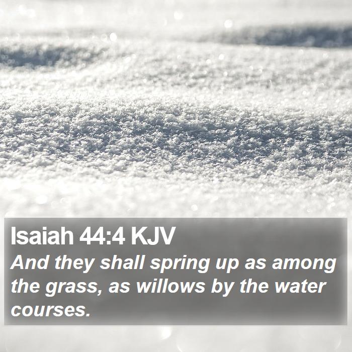 Isaiah 44:4 KJV Bible Study