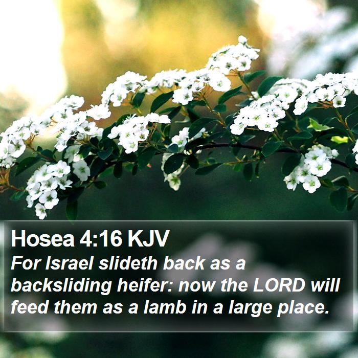 Hosea 4:16 KJV Bible Study