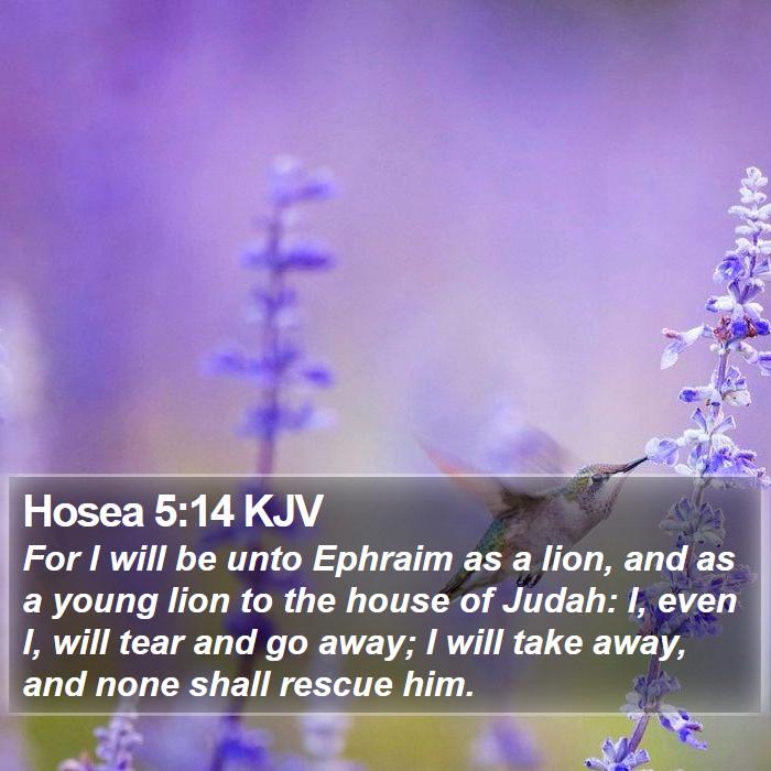 Hosea 5:14 KJV Bible Study